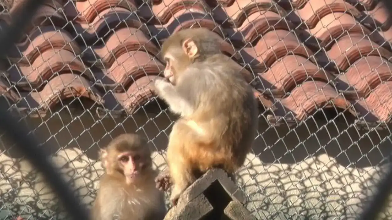 Antalya’ya Kaçak Gelen Fıstık Yeni Hayatına Merhaba Dedi! 6